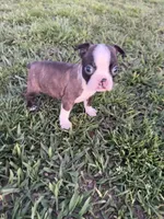 Bingo , a male Boston Terrier for sale in Merced, CA – Photo 6 of 6