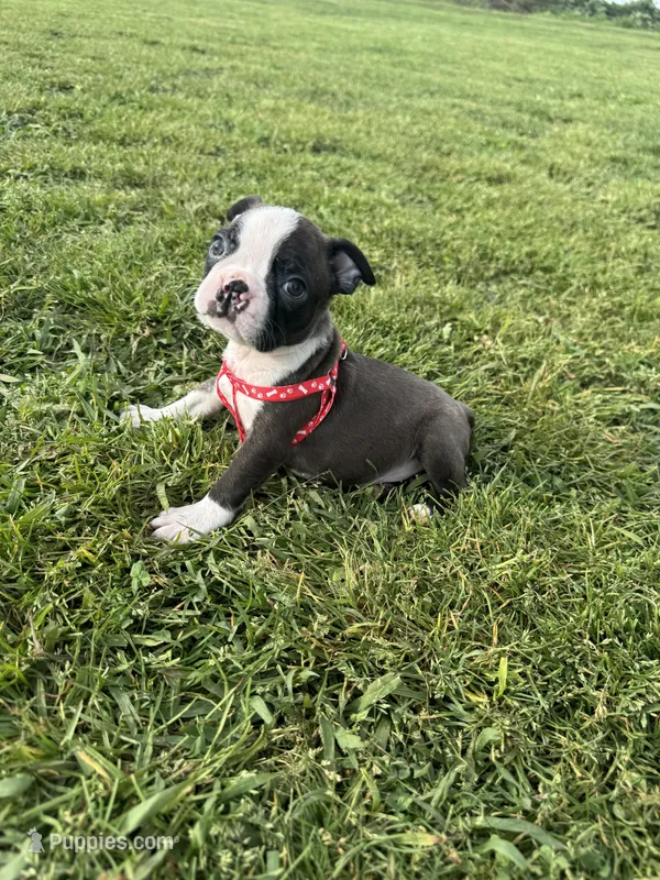 Bingo  – Boston Terrier puppy for sale in Merced, CA