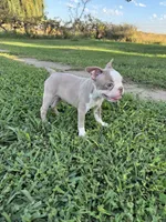 Poppy, a female Boston Terrier for sale in Merced, CA – 3 of 5