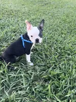 Bandit , a male Boston Terrier for sale in Merced, CA – 2 of 5