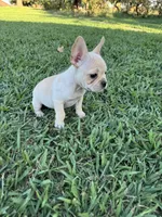 Daisy, a female French Bulldog for sale in Merced, CA – 6 of 7