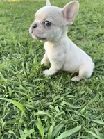 Charlie , a male French Bulldog for sale in Merced, CA – 2 of 9