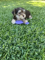 Toby, a male Shih Tzu and Yorkshire Terrier for sale in Merced, CA – 2 of 3