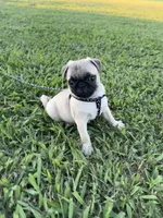 Pugsley, a male Pug for sale in Merced, CA – 2 of 5