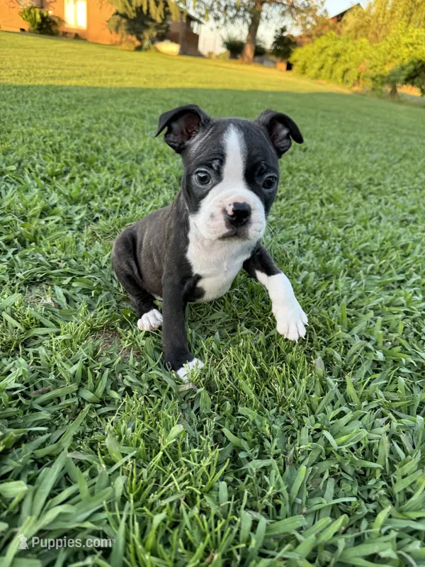 Oreo, a male Boston Terrier for sale in Merced, CA – 1 of 7