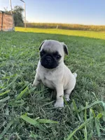 Pugsley, a male Pug for sale in Merced, CA – 4 of 6