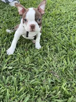 Cooper, a male Boston Terrier for sale in Merced, CA – 7 of 7