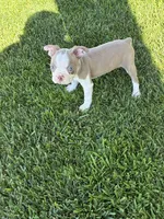 Bingo, a male Boston Terrier for sale in Merced, CA – 2 of 3