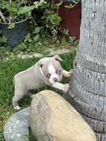 Stacy , a female Boston Terrier for sale in Merced, CA – 3 of 5
