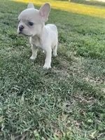 Charlie , a male French Bulldog for sale in Merced, CA – 5 of 9