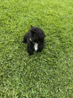 Teddy, a male Shih Tzu for sale in Merced, CA – 3 of 5