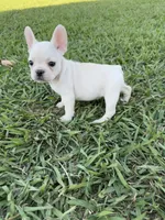 Luna, a female French Bulldog for sale in Merced, CA – 1 of 7