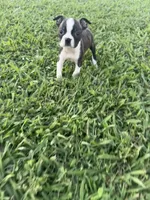 Lola, a female Boston Terrier for sale in Merced, CA – 2 of 6