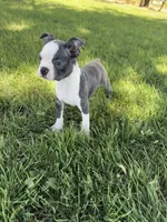 Bella, a female Boston Terrier for sale in Merced, CA – 2 of 5