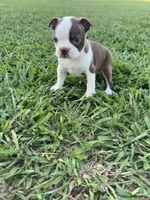 Scooby, a male Boston Terrier for sale in Merced, CA – 4 of 6