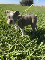 Hazel , a female Boston Terrier for sale in Merced, CA – 1 of 6