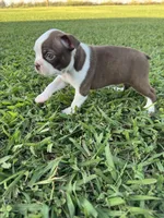 Scooby, a male Boston Terrier for sale in Merced, CA – 5 of 6