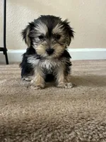 Max , a male Shih Tzu and Yorkshire Terrier for sale in Merced, CA – 4 of 5