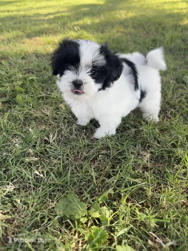 Daisy – Shih Tzu puppy for sale in Merced, CA