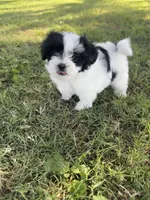 Daisy, a female Shih Tzu for sale in Merced, CA – 1 of 5