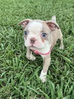 Coco, a female Boston Terrier for sale in Merced, CA – 5 of 9