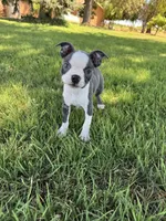 Bella, a female Boston Terrier for sale in Merced, CA – 4 of 5