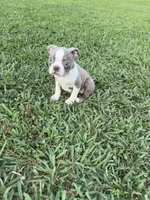 Hazel , a female Boston Terrier for sale in Merced, CA – 2 of 4