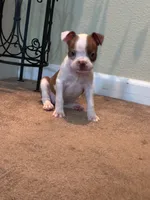 Bella, a female Boston Terrier for sale in Merced, CA – 3 of 4