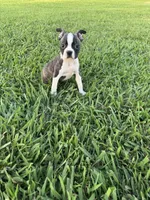 Lola, a female Boston Terrier for sale in Merced, CA – 7 of 7