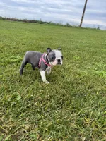 Skye, a female Boston Terrier for sale in Merced, CA – Photo 1 of 7