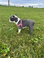 Skye, a female Boston Terrier for sale in Merced, CA – Photo 3 of 7