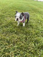 Skye, a female Boston Terrier for sale in Merced, CA – Photo 4 of 7