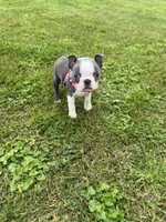 Skye, a female Boston Terrier for sale in Merced, CA – Photo 5 of 7