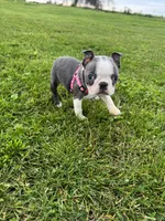 Skye, a female Boston Terrier for sale in Merced, CA – Photo 7 of 7
