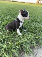 Bella, a female Boston Terrier for sale in Merced, CA – 2 of 8