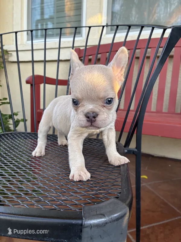 Charlie  – French Bulldog puppy for sale in Merced, CA