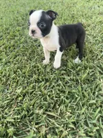Bailey, a female Boston Terrier for sale in Merced, CA – 2 of 8