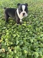 processed/9567b6b2-d231-4859-a29b-3cefa594fe3a/listing/e7a7ae3d-65a5-4072-8d74-5439783c4983/51c3eb4d-e65b-40be-ab73-7db68af62ef5