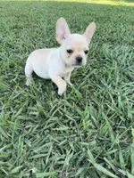 Daisy, a female French Bulldog for sale in Merced, CA – 7 of 7