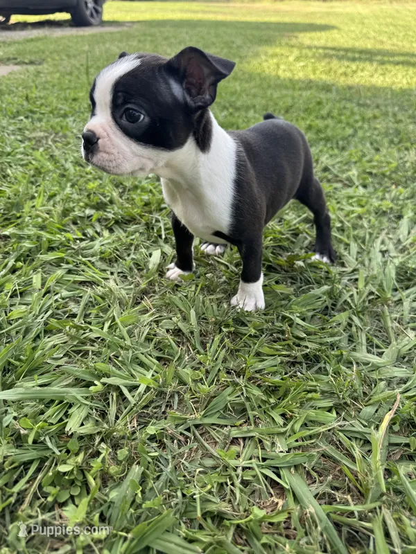 Bailey – Boston Terrier puppy for sale in Merced, CA