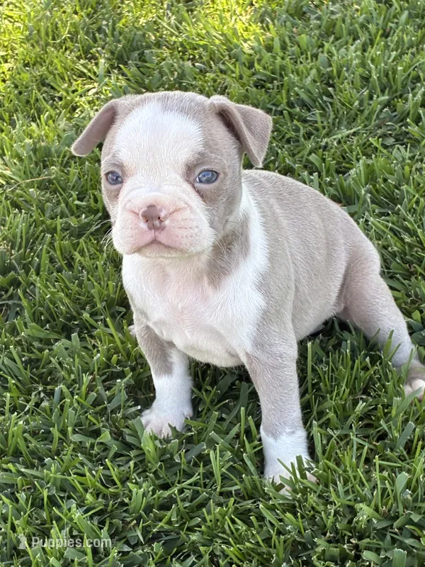 Mia – Boston Terrier puppy for sale in Merced, CA