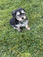 Stella, a female Shih Tzu and Yorkshire Terrier for sale in Merced, CA – 4 of 6