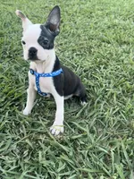 Bandit , a male Boston Terrier for sale in Merced, CA – 3 of 5