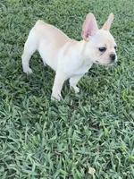 Luna, a female French Bulldog for sale in Merced, CA – 3 of 8