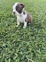 Scooby, a male Boston Terrier for sale in Merced, CA – 6 of 6