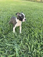 Lola, a female Boston Terrier for sale in Merced, CA – 2 of 8
