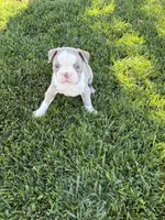 Mia, a female Boston Terrier for sale in Merced, CA – 4 of 4