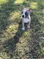 Toby, a male Boston Terrier for sale in Merced, CA – 4 of 4