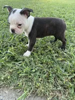 Bella, a female Boston Terrier for sale in Merced, CA – 6 of 6