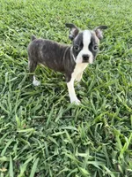Lola, a female Boston Terrier for sale in Merced, CA – 2 of 7